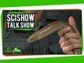 Spinal Posture & A Legless Lizard: SciShow Talk Show #13