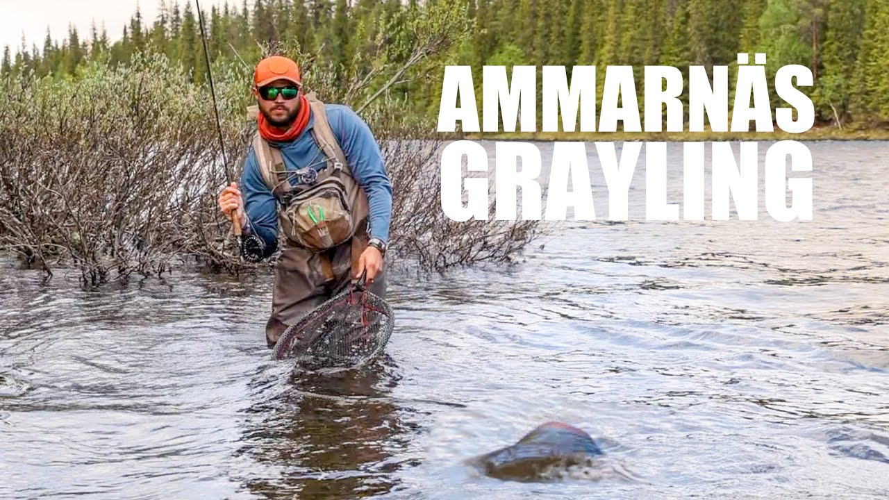 Fly fishing for grayling in Ammarnäs