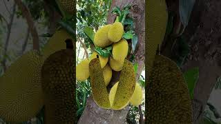 satisfying nangka fruit tree [jackfruit tree]#short#trending #viralvideo#shortvideo#nangkafruittree
