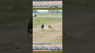Super Fast Dog Race #shorts #greyhoundracing #dog
