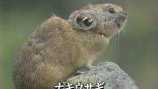 原生林紀行大山　東京文映　製作
