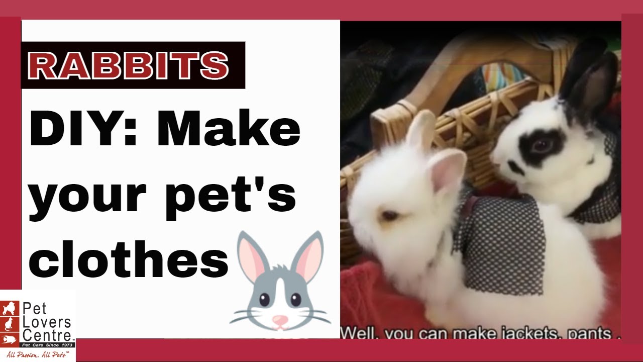 RABBITS Make your pet's clothes. An ideal DIY for children. - YouTube