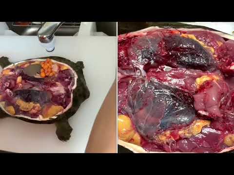 スッポンのさばき方 グロ注意 おろし方 津本式究極の血抜き寿司屋の板長が教えるsoftshell Turtle Youtube