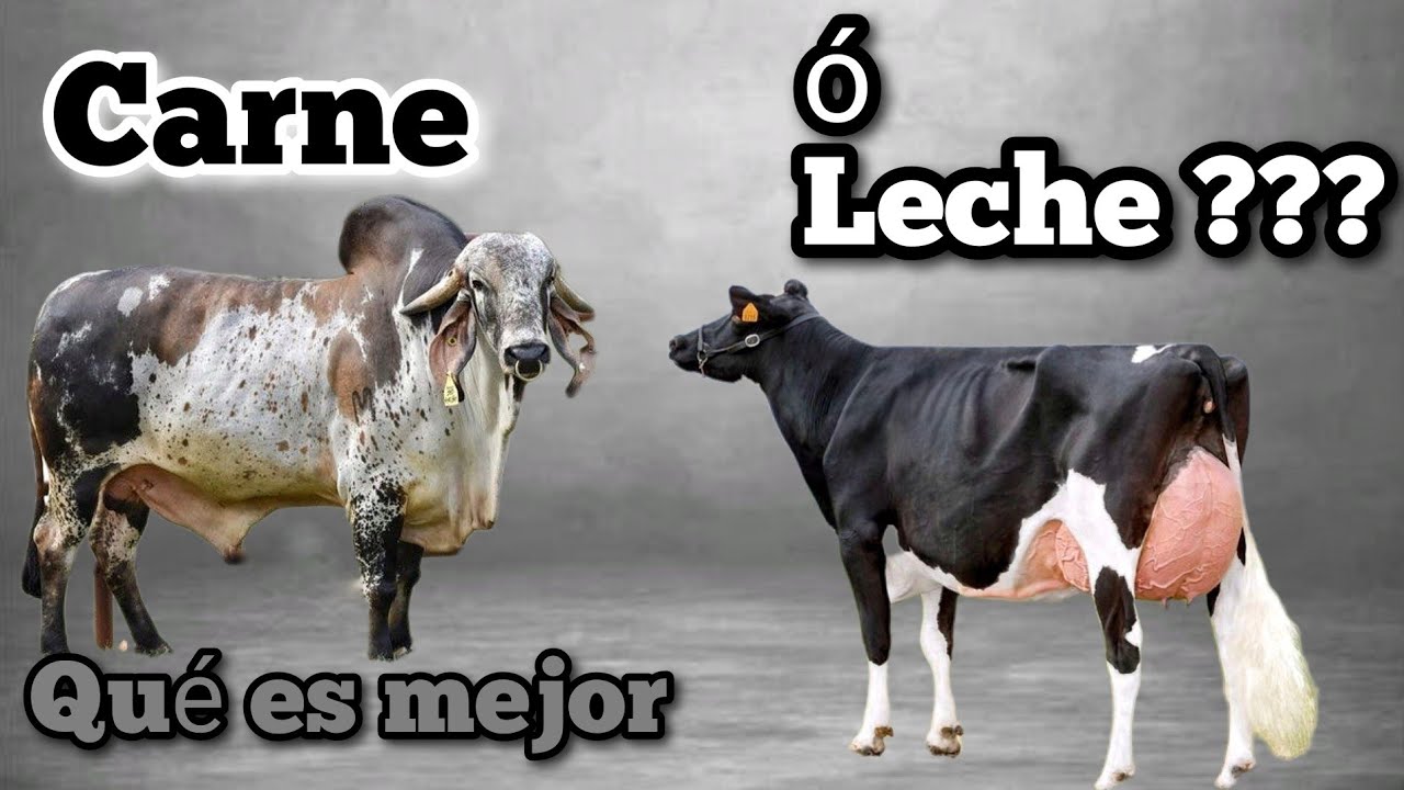 Ganado de Carne o Ganado de Leche parte 2 Ventajas y Desventajas. - YouTube