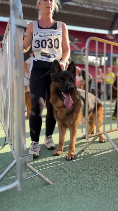 BSZ 2024 ❤️ #germanshepherd
