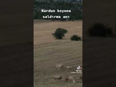An be an koyun sürüsü Kurt saldırısı #kangal #wolf #anadoluçoban #koyunsürüsü #kangalkoyunu #canavar