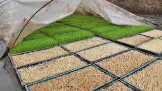 How To Rice Seeding With Plastic Tray | How To Prepare Rice Seedlings For Transplantation In Iran screenshot 5