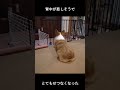 愛犬と8年間ずっと一緒だった長男が家を出て1年たちました。