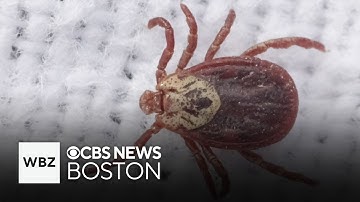 New drug may more effectively treat Lyme Disease with fewer side effects, researchers find