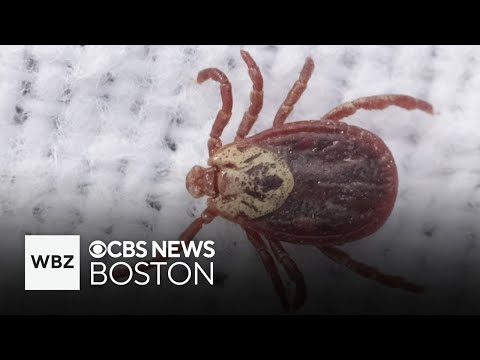New drug may more effectively treat Lyme Disease with fewer side effects, researchers find
