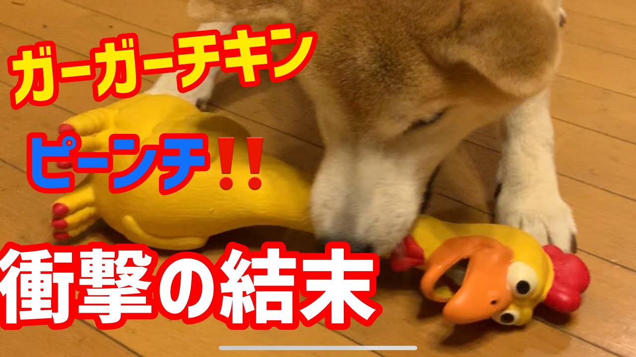 ガーガーチキンの妨害にガチギレした 柴犬 まめ太 衝撃の結末 Shiba Inu Youtube