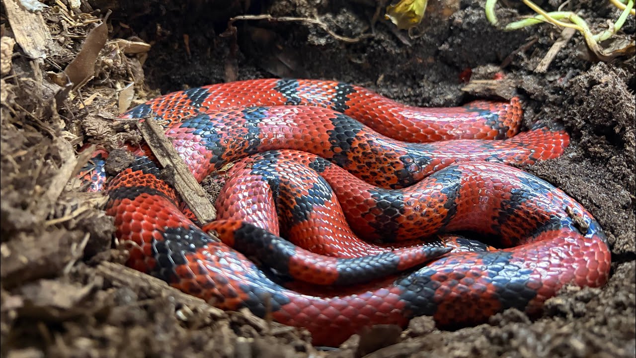 Honduran Milk Snake Freshly Shed