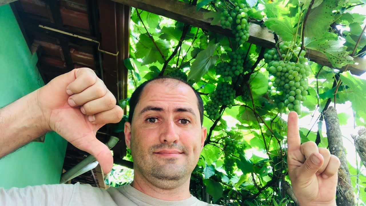 PORQUE MINHA UVA NÃO PRODUZ OU NÃO CRESCE