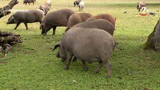 ¿Sabes cuántos kilos de bellota comen los cerdos ibéricos al día? | Surcos CyL