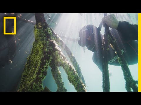 Measuring Mangroves | Explorers in the Field