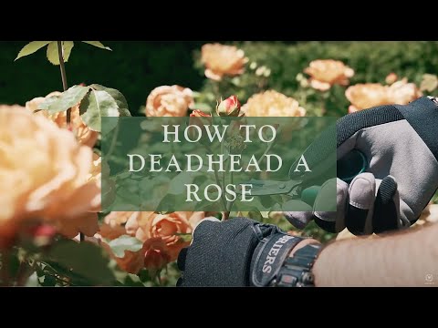 Vídeo: Self-Cleaning Roses - Roses That Deadhead Themselves