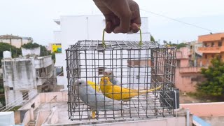Making birds travel cage for my birds - VJ PET&#39;S KPM