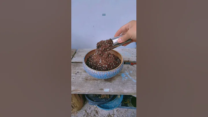 良心建議，千萬別拼著種多肉植物，不然一定會愛死它的 - 天天要聞