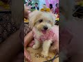 #大型犬のいる生活 #puppy #pets