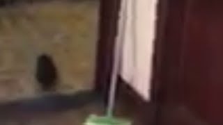 A squirrel got inside Kimberly Gill s home