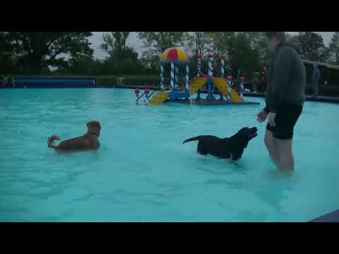 Video: 15 honden genieten van het zwembadweer