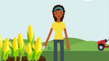 Crop Modeling Community of Practice: Improving global coordination of crop modeling efforts
