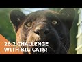 The 2.6 Challenge: 26 big cats in 26.2 seconds!