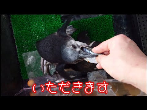 ペンペン、トウマにご飯をあげる件🐧Pen pen, gave fish to Touma