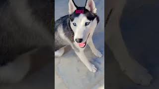 Download Lagu #dance #newsong #1k #baila #laila #subscribe #funnyshorts #doglover #viral #trending #cute MP3