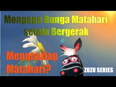 Video: Bunga Matahari Berbulu