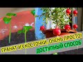 Вырастить гранат из косточки в домашних условиях 100% ПРОСТОЙ СПОСОБ