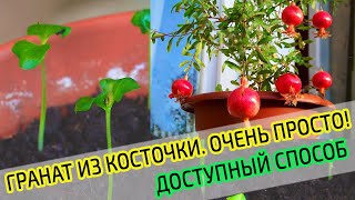 Вырастить гранат из косточки в домашних условиях 100% ПРОСТОЙ СПОСОБ