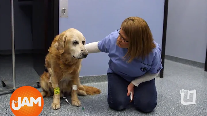 As Good as Gold Golden Retriever Rescue of Illinois
