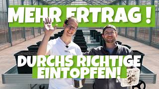Mehr Ertrag durchs richtige Topfen! Grow Profi erklärt von SANlight LED🌱