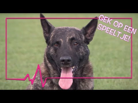 Video: Het U Hond Die Nodige Om 'n Reddingshond Te Wees?