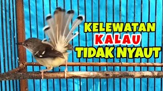 SUNGGUH KELEWATAN KALAU GAK NYAUT, SUARA CIBLEK PALING JITU BUAT PANCINGAN CIBLEK|| ciblek gacor