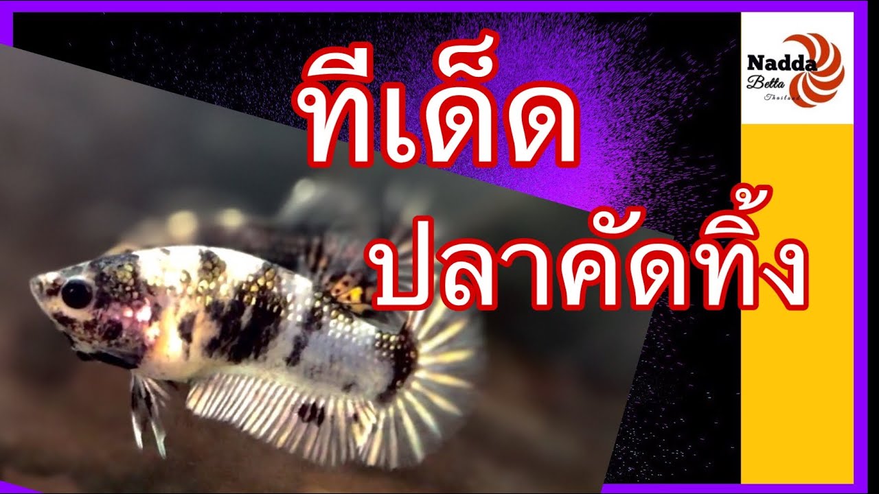 ทีเด็ด ปลากัดคัดทิ้ง #ปลากัด