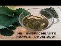 ВКУСНЫЙ ЦЕЛЕБНЫЙ ЧАЙ ИЗ ЛИСТЬЕВ ЗЕМЛЯНИКИ / КЛУБНИКИ КАК ПРИГОТОВИТЬ РЕЦЕПТ ПП ЗОЖ ПОЛЬЗА/ВРЕД