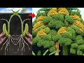 Best...!! Grafting Banana Tree from Banana Fruit With Aloe Vera | Grafting Bananas