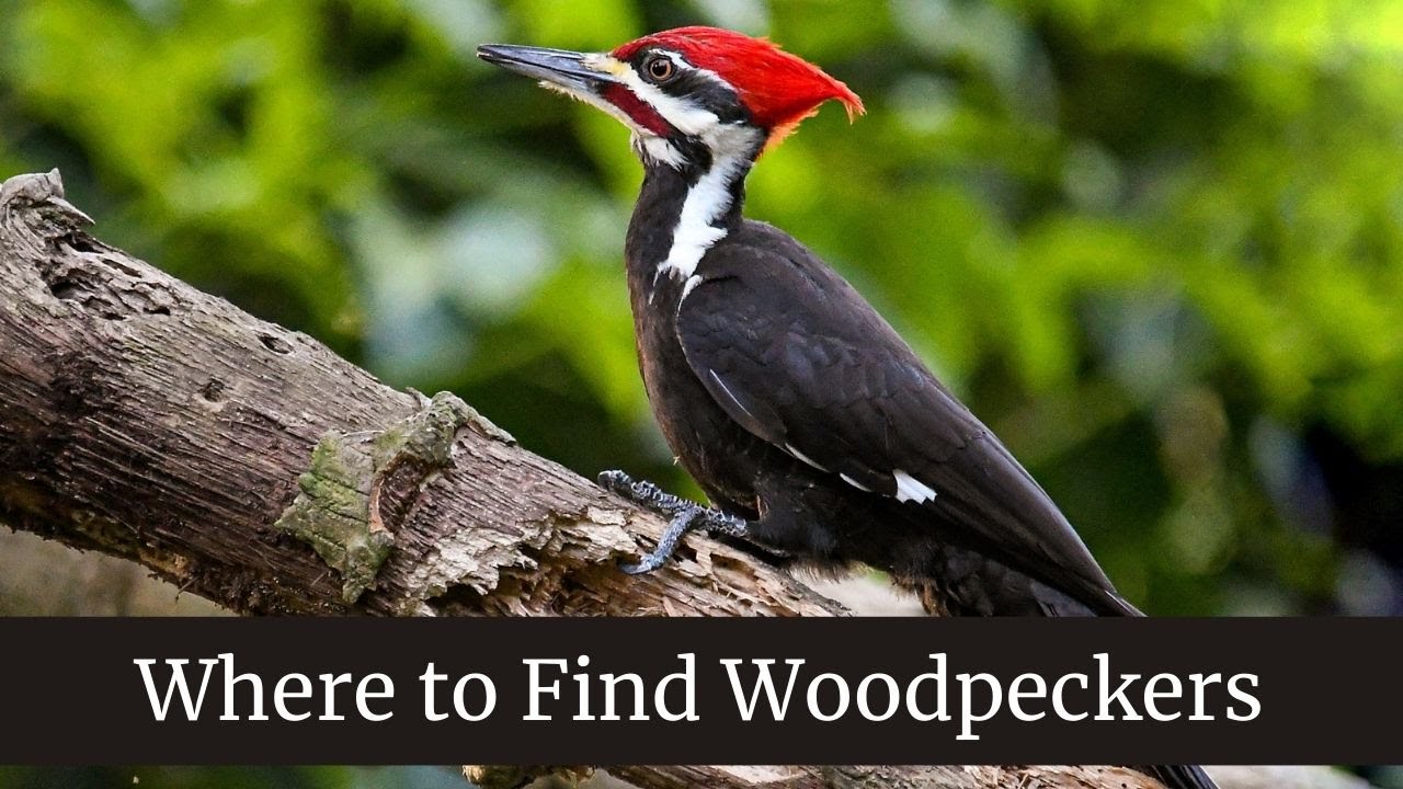 Where to Find Woodpeckers || Woodpecker Reproduction Babies and