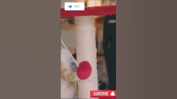 Cat Chronicles: Unveiling the Secrets of Our Feline Friends #feline #cats #animals #felinesecrets