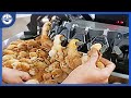 Terrifying Live Chicken Process Exposed - From Eggs to Chickens