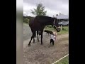 15 month old girl  leads her horse