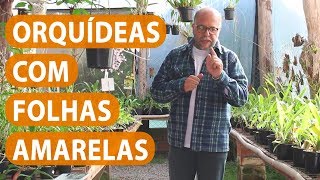 Orquídeas com Folhas Amarelas o que Fazer - thptnganamst.edu.vn