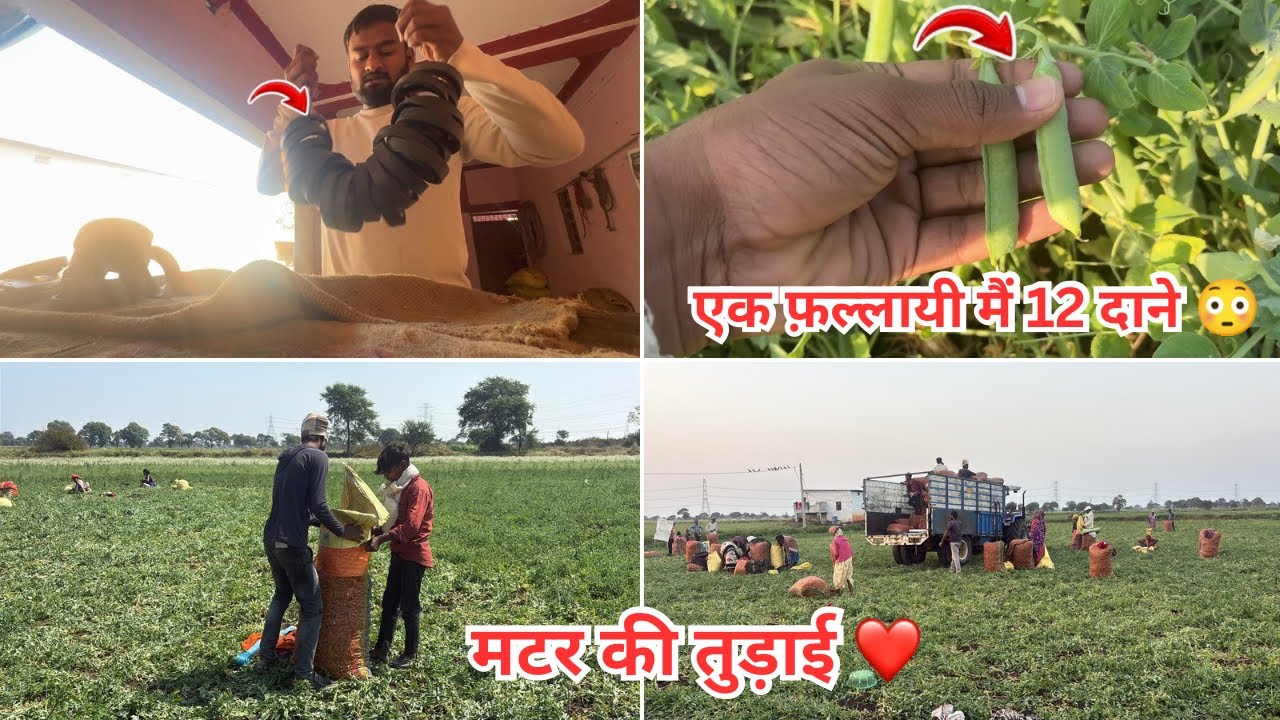 daily vlog | मटर ₹25 पार 😍#dailyvlog y