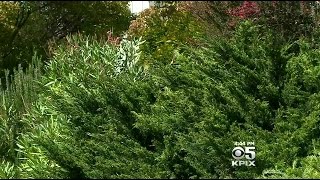 Fire Concerns Prompt Shrub Showdown In North Bay Neighborhood