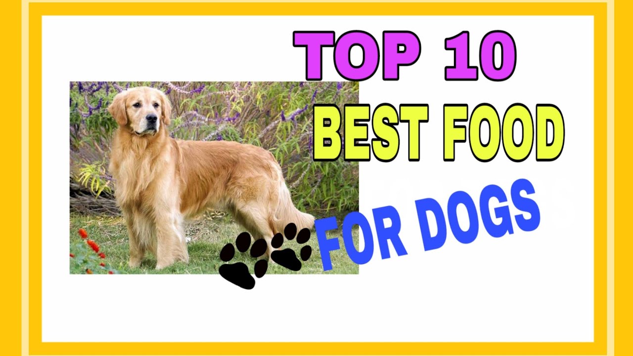 TOP 10 BEST DOG FOODS - YouTube