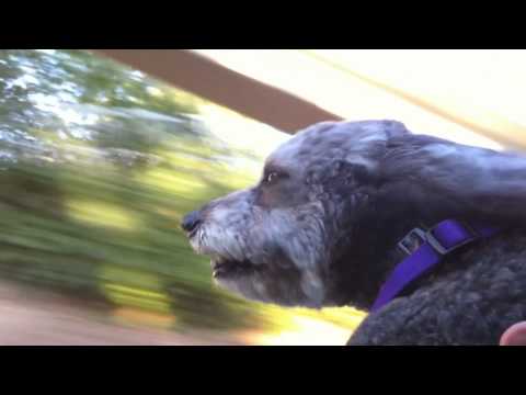 Videó: A kutyafajtákról