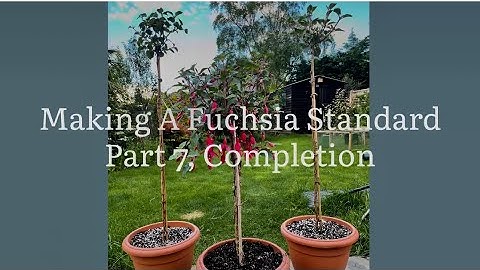 Making A Fuchsia Standard Part 7 The Completion, Creating A Fuchsia Standard
