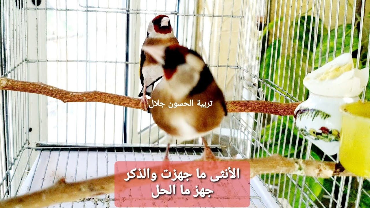 مشكل الذكر جاهز للتزاوج والأنثى متأخرة في الجهوزية ماذا تفعل ليجهزا مع بعض